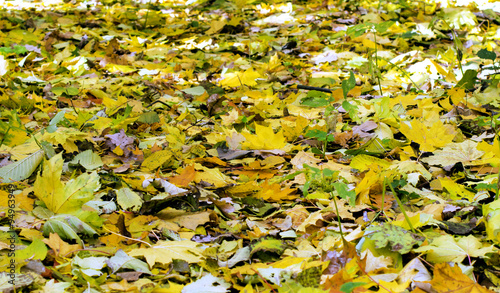 Various fallen yellow leaves