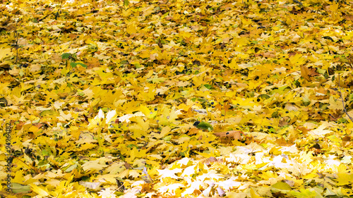 Various fallen yellow leaves
