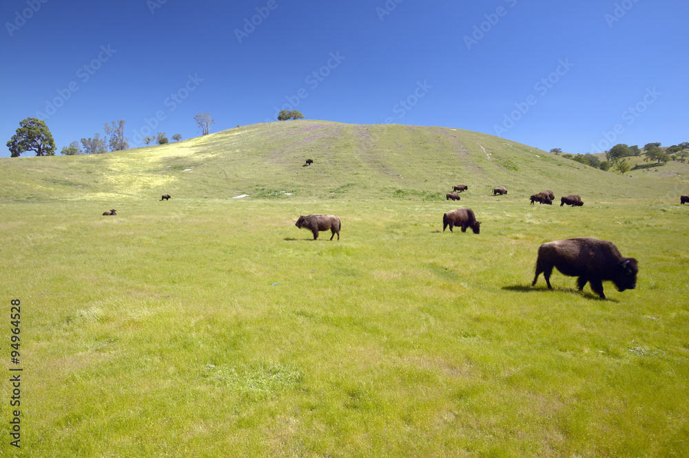 Buffalo on the range off Route 58 west of Bakersfield, CA Buffalo on the range off Route 58 west of Bakersfield, CA