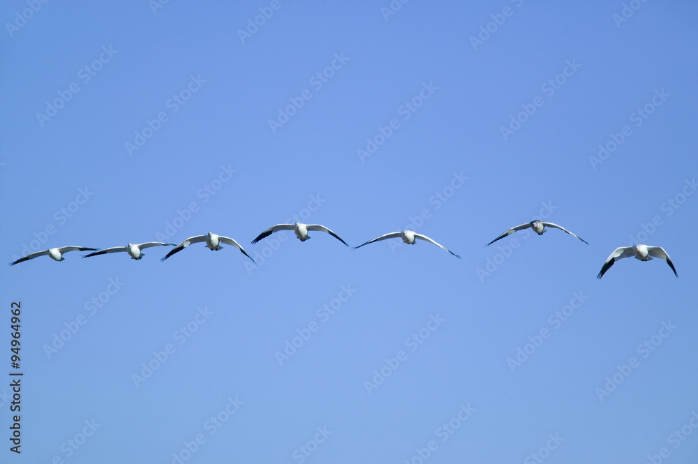 Snow geese fly in formation over the Bosque del Apache National Wildlife Refuge, near San Antonio and Socorro, New Mexico Snow geese fly in formation over the Bosque del Apache National Wildlife Refuge, near San Antonio and Socorro, New Mexico