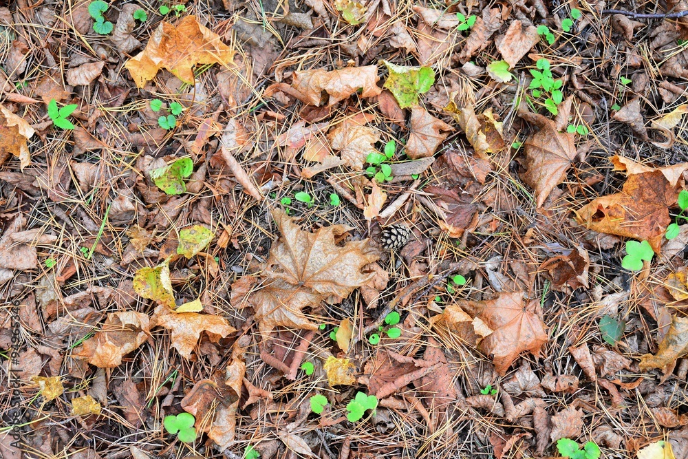 Autumn in the forest leaves and grass background