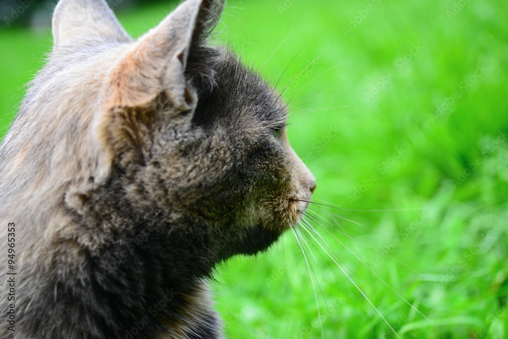 Cat look to the green environment