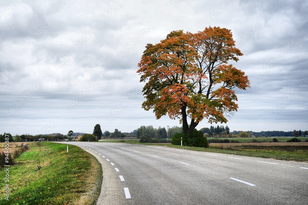 Alone autumn maple tree in Anyksciai district