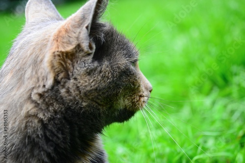 Obraz na płótnie Cat look to the green environment w salonie