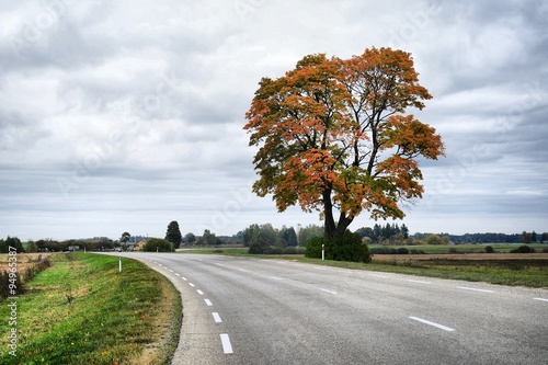 Obraz na płótnie Alone autumn maple tree in Anyksciai district w salonie