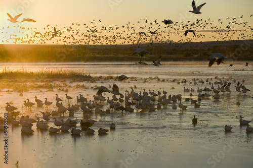 Thousands of snow geese and Sandhill cranes sit on lake at sunrise after early winter freeze at the Bosque del Apache National Wildlife Refuge, near San Antonio and Socorro, New Mexico