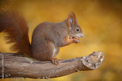 Red squirrel eating a hazelnut with autumn colours in the background