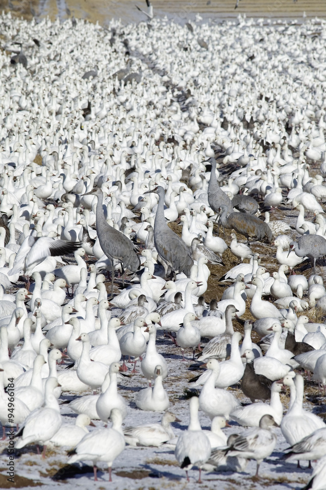 Obraz premium Snow geese and Sandhill cranes on frozen field at the Bosque del Apache National Wildlife Refuge, near San Antonio and Socorro, New Mexico