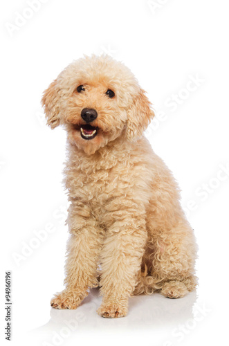 Nice poodle dog isolated on white photo
