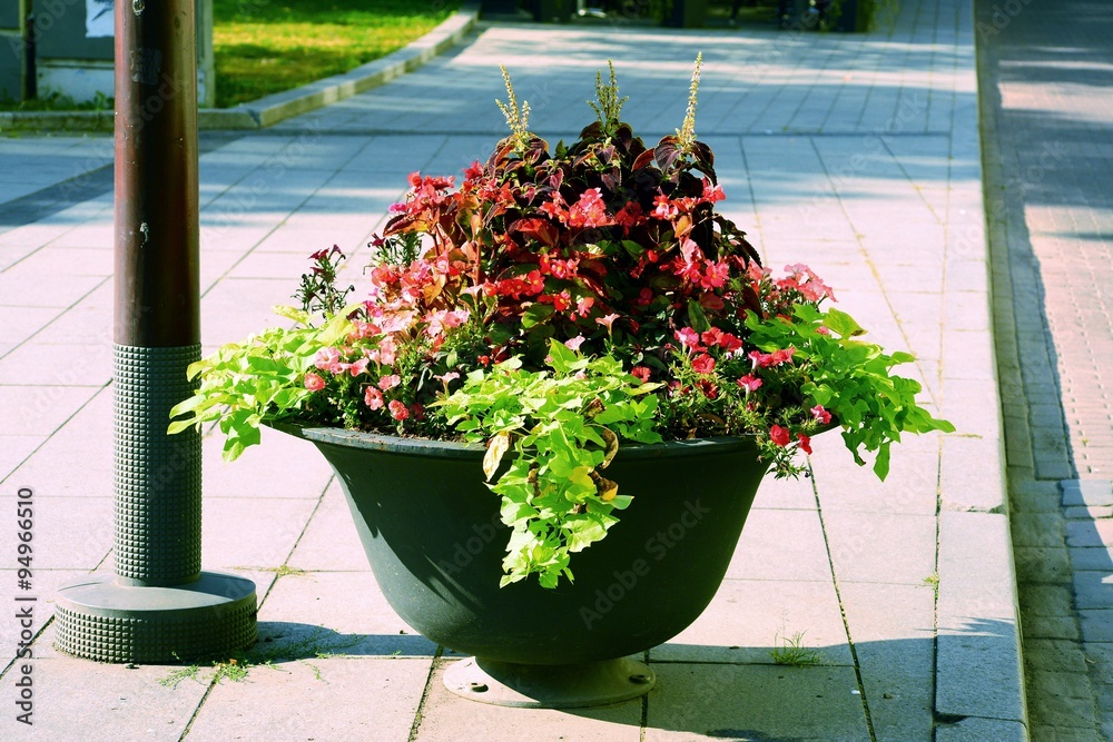 Flowers in flowerpot in Vilnius city