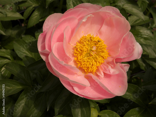 Peony-Salmon Dream
Salmon pink flower with yellow center with a green leaf background.