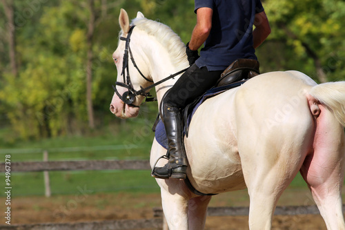 Gray stallion galloping with unknown rider