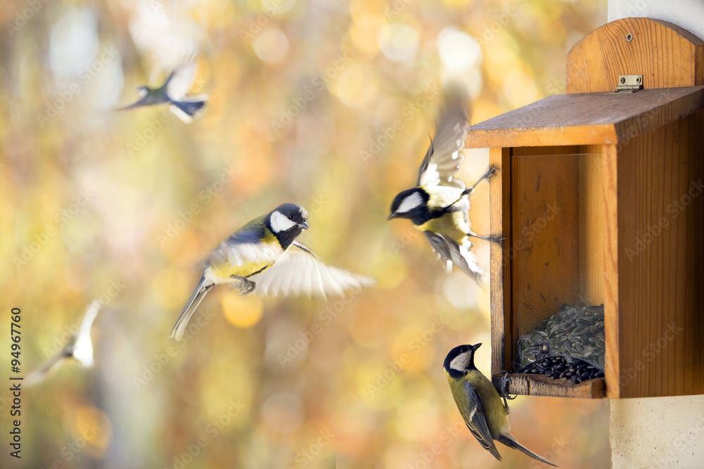 Fototapeta premium a several of titmouses near a wooden feeding trough with sunflow