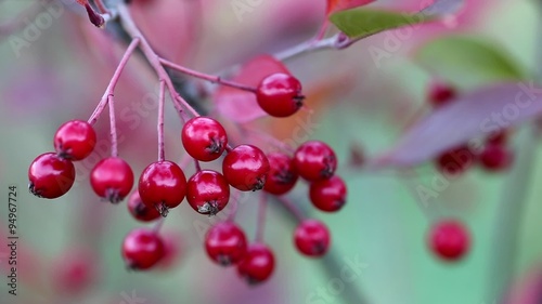 Aronia arbustifolia brillant photo