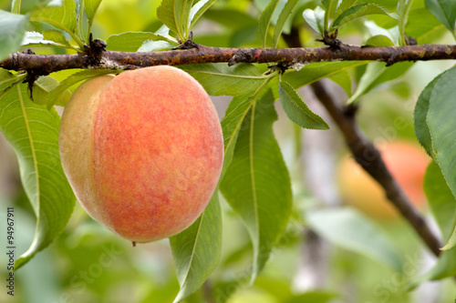 Ripe peach hanging on branch photo