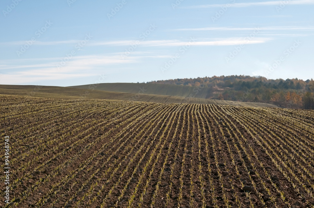 winter wheat