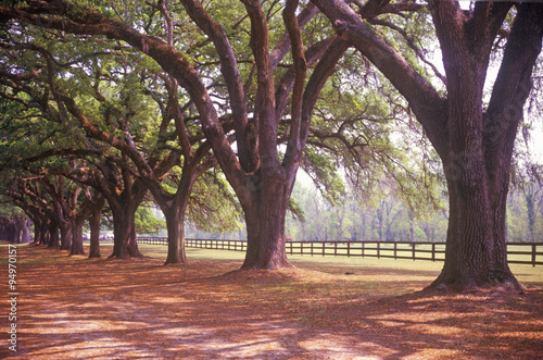 Tree lined road at Boone Hall Plantation, Charleston, SC photo