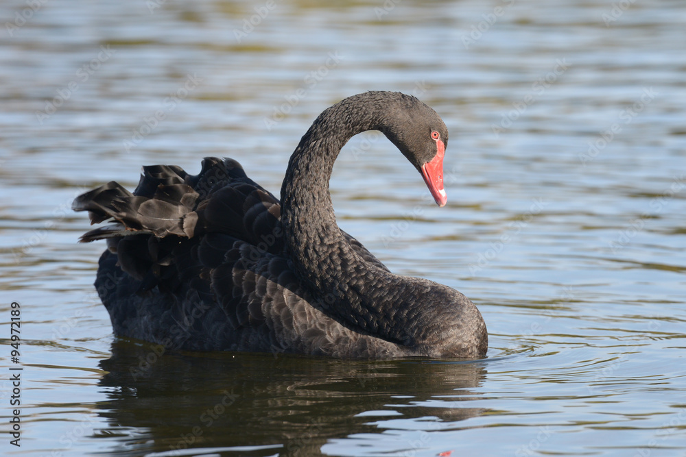 Obraz premium Black Swan, Cygnus atratus
