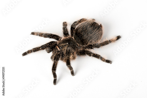 A Tarantula spider on an isolated white background