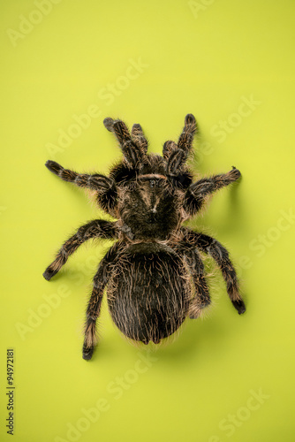 A Tarantula spider on an isolated green background