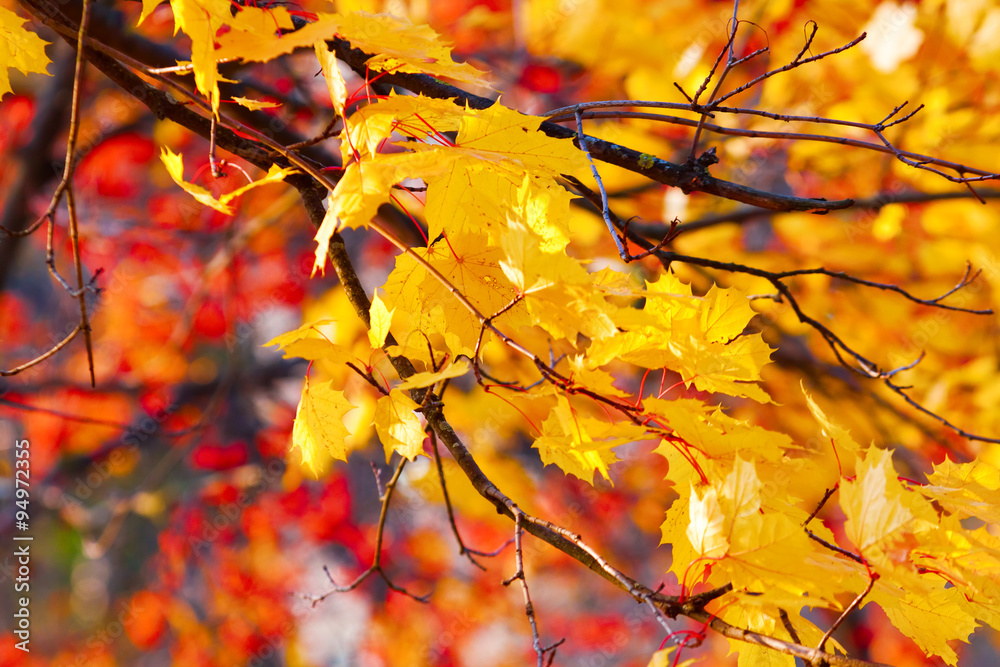 Autumn background of gold and red autumn leaves Autumn background of gold and red autumn leaves