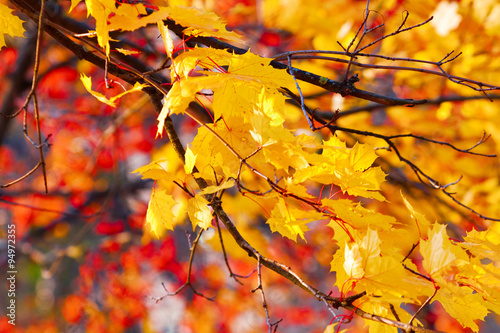 Autumn background of gold and red autumn leaves