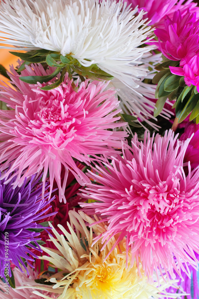 Obraz premium asters background