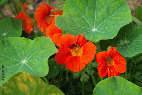 Nasturtiums orange colors, growing in pot