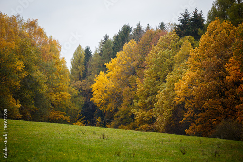 Majestic landscape with autumn leaves in forest.