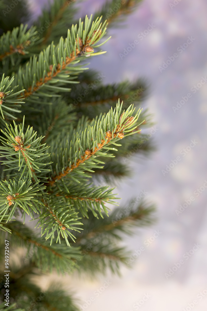 Pine. Pine.