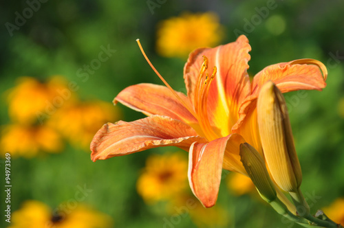 Beautiful orange lily (lillium, daylilly) in the garden photo