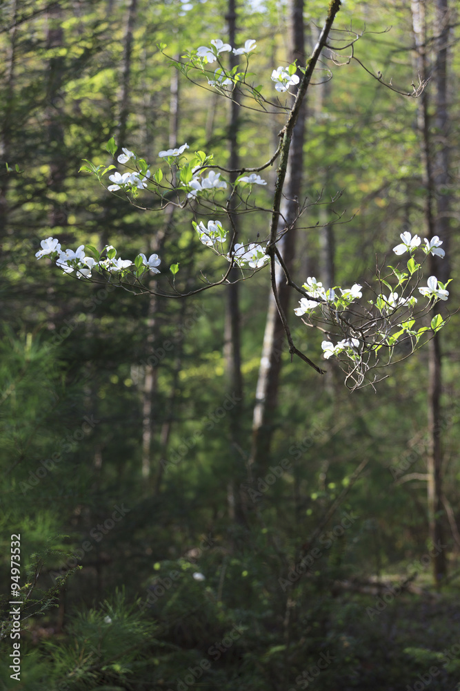 Wild dogwood trees in bloom in Smokey Mountain National Park. Wild dogwood trees in bloom in Smokey Mountain National Park.