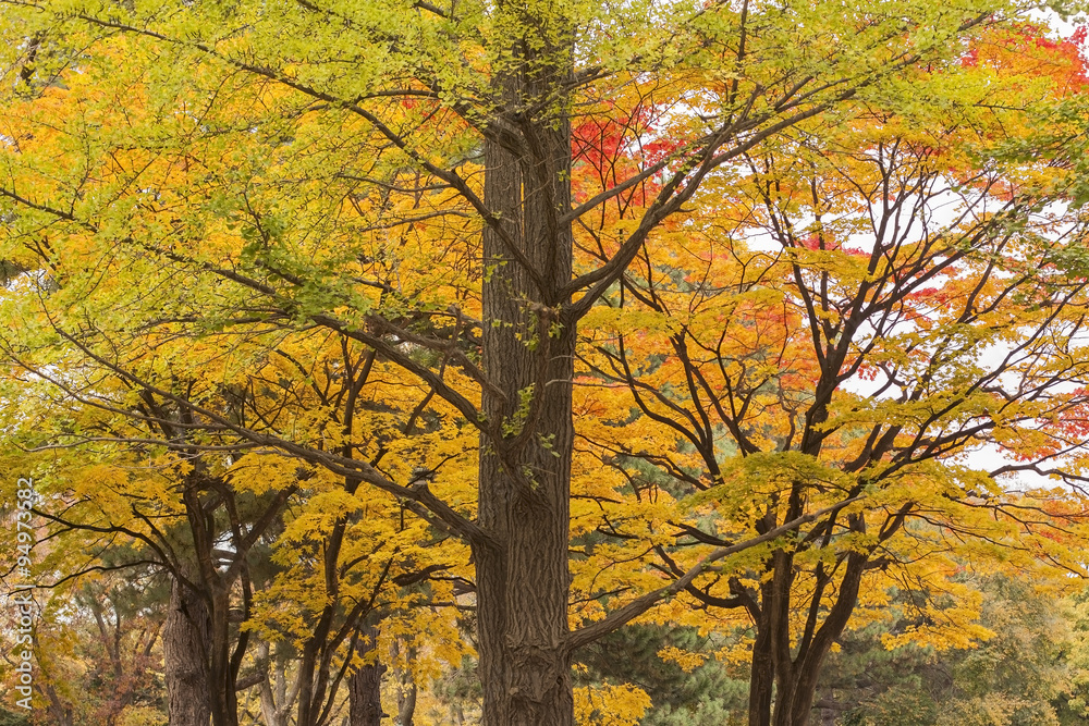 Autumn Color