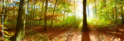 Forest panorama with sun rays #94973979