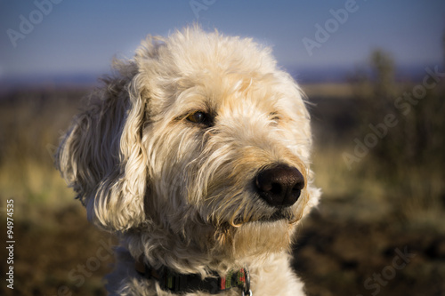 Fototapeta Naklejka Na Ścianę i Meble -  Labradoodle Muzzle Facing the Sunset