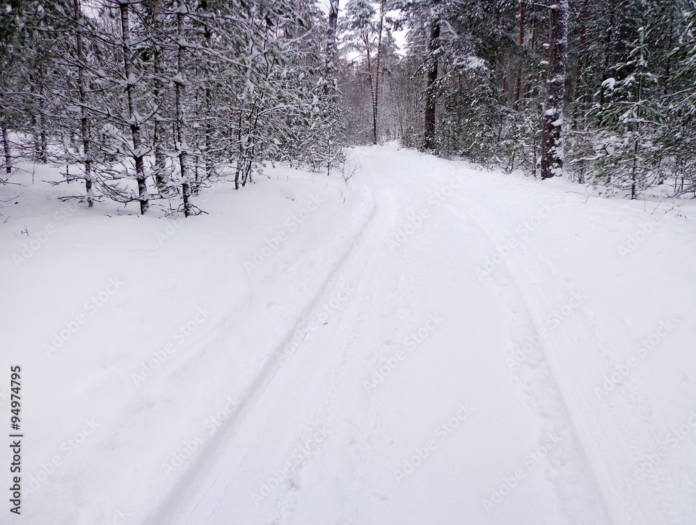 Obraz premium Forest road in the winter season