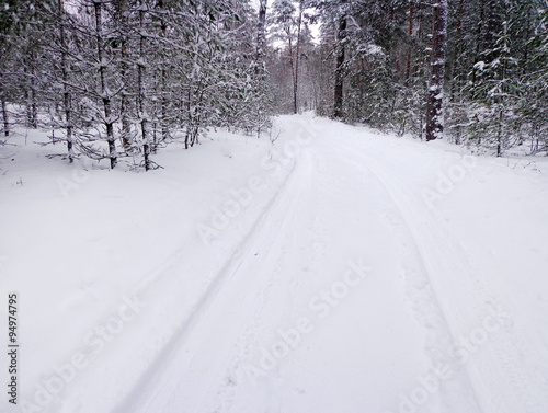 Forest road in the winter season