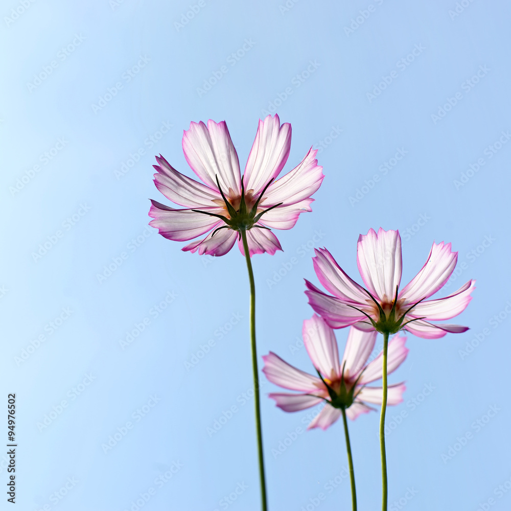 beautiful cosmos flower