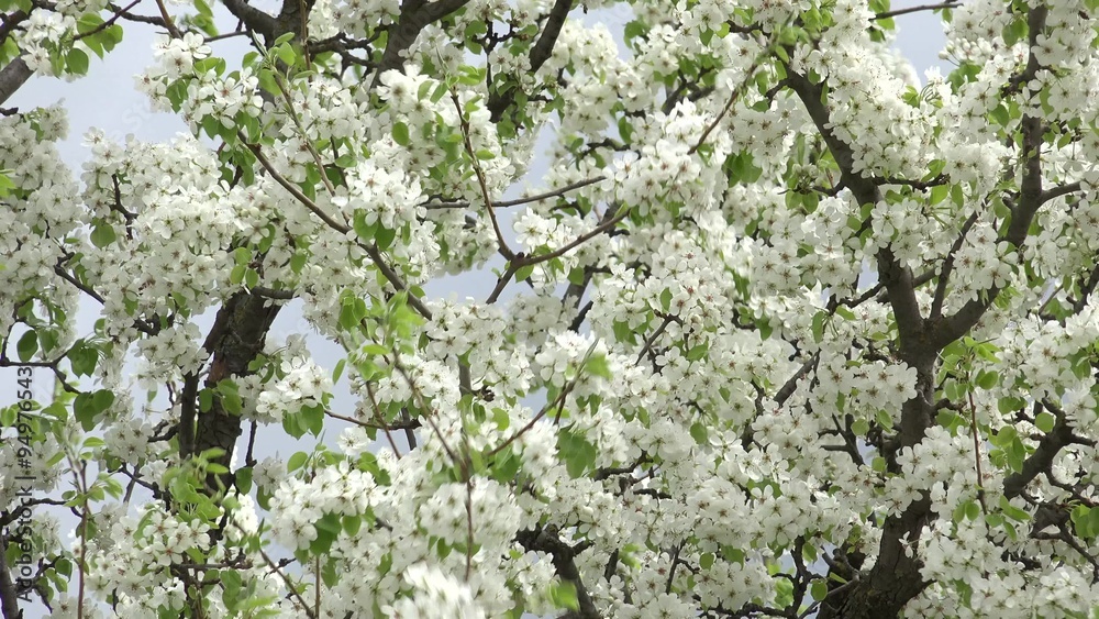 Blossoms Cherry Tree with Gray Sky Background. 4K UltraHD video. Blossoms Cherry Tree with Gray Sky Background. 4K UltraHD video.