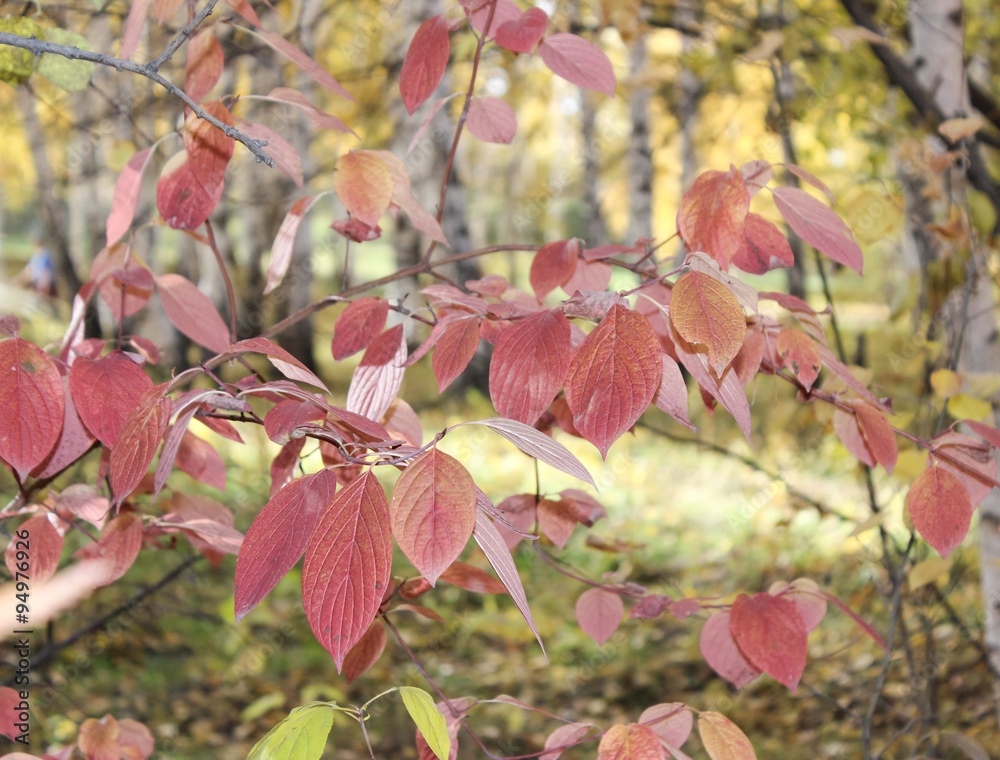 Tree branch with red leaves in the autumn wood. Tree branch with red leaves in the autumn wood.