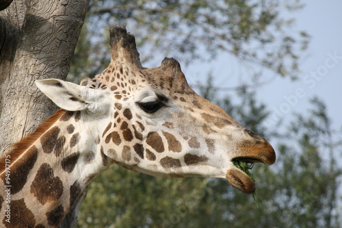 Close up of the head of a Giraffa