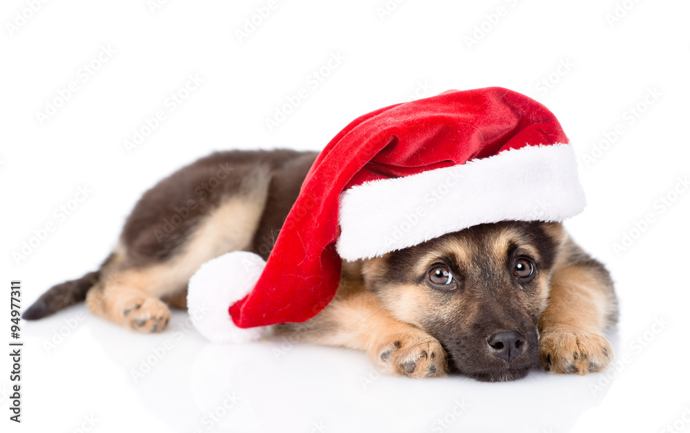 puppy with santa hat. isolated on white background puppy with santa hat. isolated on white background