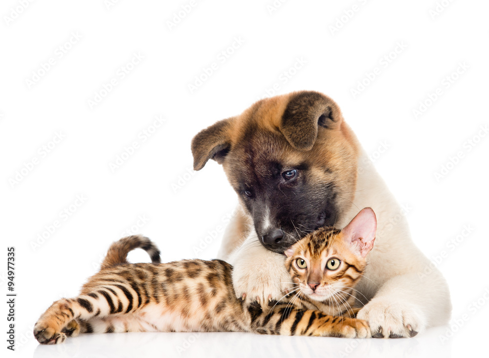 Akita inu puppy dog lying with bengal kitten. isolated on white