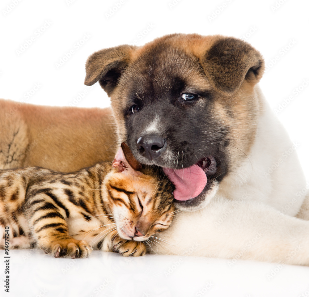 Naklejka premium Closeup Akita inu puppy dog lying with small bengal cat together