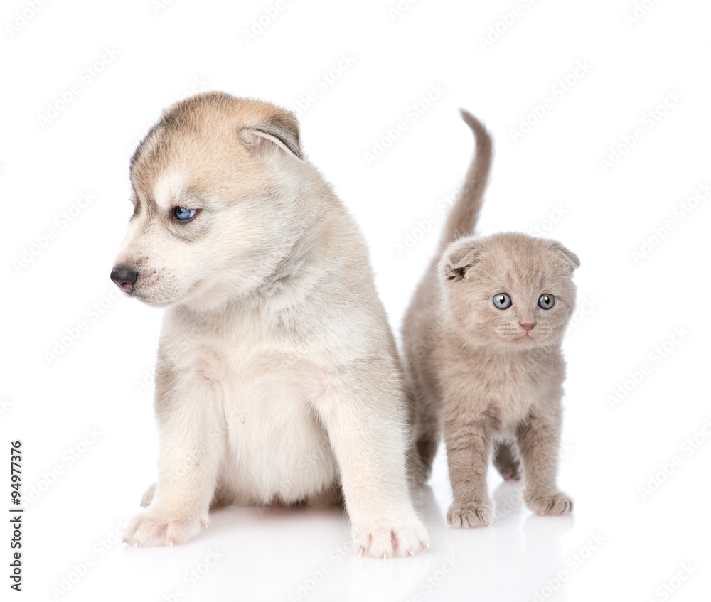 scottish kitten and Siberian Husky puppy sitting together. isola