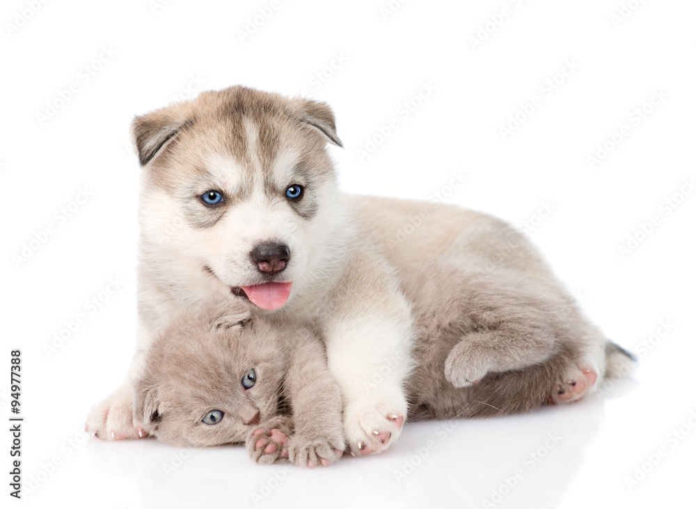 scottish kitten and Siberian Husky puppy playing together. isola