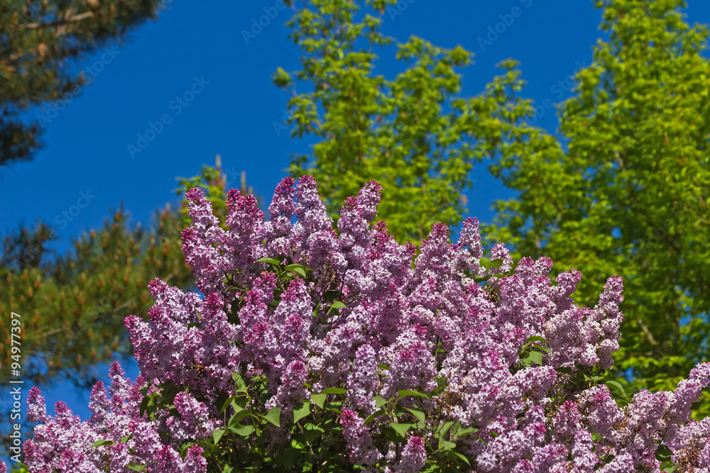 Mata de lilas de color rosa o malva con fondo de arbolado verde en primavera Mata de lilas de color rosa o malva con fondo de arbolado verde en primavera