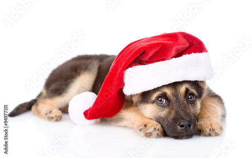 Fototapeta Naklejka Na Ścianę i Meble -  puppy with santa hat. isolated on white background