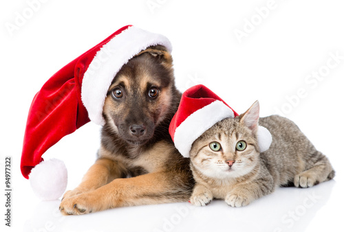 Cat and Dog with Santa Claus hat. isolated on white background © Ermolaev Alexandr