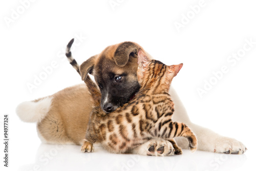 Fototapeta Naklejka Na Ścianę i Meble -  Akita inu puppy dog  fights with little bengal cat. isolated on